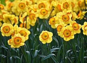 daffodil-3349706_640.jpg